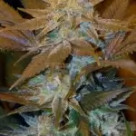 Critical HOG (Feminized) - T.H. Seeds