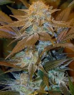 Critical HOG Feminized Seeds (space) High Yielding Indica(space)dominant Strain