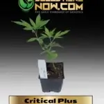 Critical Plus Clones - ACC