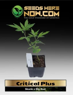 Critical Plus Clones (space) ACCCritical Plus Clones (space) Balanced hybrid cannabis plant with high THC content and fast flowering time