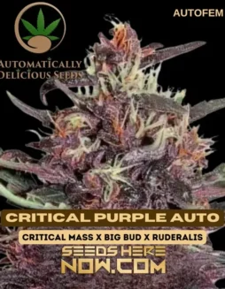 Critical Purple Auto Autoflower Cannabis Seeds in packaging