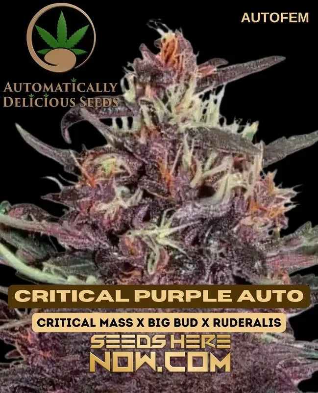 Cannabis seed product named Critical Purple Auto, a delicious autoflower variant
