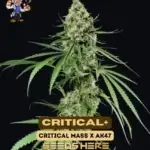 Critical+ S1 (Feminized) - Dr. Blaze