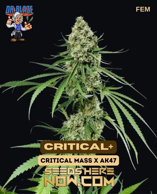 Critical+ S1 Feminized Seeds by Dr. Blaze featuring citrus, pine, and earthy tones