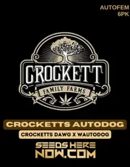 Crocketts Autodog Cannabis Seeds (space) High THC Autoflower Hybrid