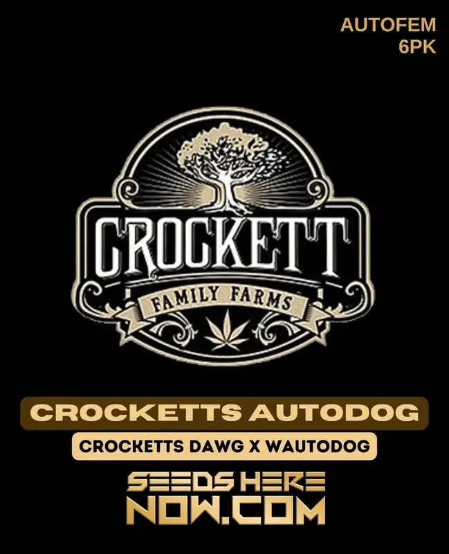 Crocketts Autodog Cannabis Seeds - High THC Autoflower Hybrid
