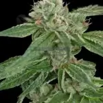 Crockett's Confidential (Regular) - Crockett Family Farms