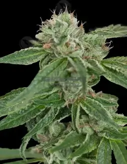 Crockett's Confidential cannabis seeds by Crockett Family Farms, featuring LA Confidential and Family Secret genetics