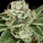 Crockett's Dawg (Regular) - Crockett Family Farms