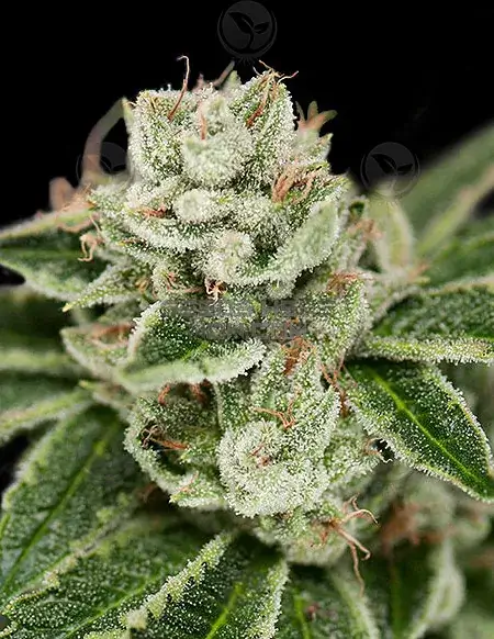 Crockett's Dawg Regular Cannabis Seeds by Crockett Family Farms featuring Guava Dawg and Family Secret lineage