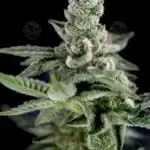 Crockett's Haze (Regular) - Crockett Family Farms