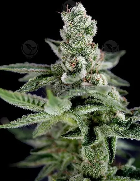 Pack of Crockett's Haze regular cannabis seeds by Crockett Family Farms