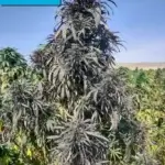 Daman Village, Kandahar Section #6 (primary crop) (Regular) - Indian Landrace Exchange