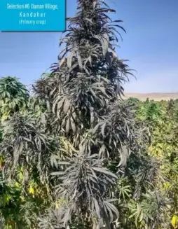 Daman Village Kandahar Section #6 cannabis seeds by Indian Landrace Exchange