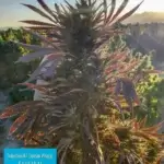 Daman Village, Kandahar Section #7 (primary crop) (Regular) - Indian Landrace Exchange