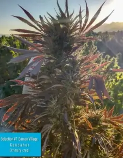 Daman Village, Kandahar Section #7 regular cannabis seeds by Indian Landrace Exchange