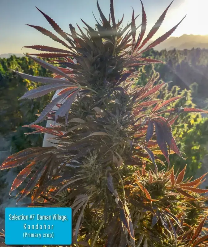 Daman Village, Kandahar Section #7 regular cannabis seeds by Indian Landrace Exchange