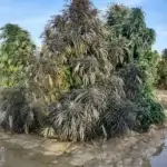 Daman Village, Kandahar Section #8 (primary crop) (Regular) - Indian Landrace Exchange