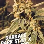 Dark - Age (Regular) - S.A.G.E.masta Select