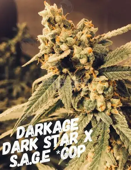Dark - Age Regular Cannabis Seeds by S.A.G.E.masta Select featuring earthy, pine, and citrus flavors