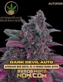Dark Devil Auto cannabis seeds (space) Autoflower and Feminized by Automatically Delicious