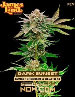 Dark Sunset Feminized Seeds (space) Indica Dominant Hybrid (Sherbet x Gelato #41)