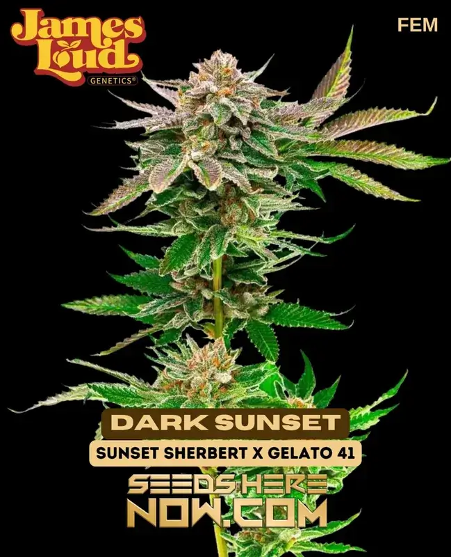 Dark Sunset Feminized Seeds - Indica Dominant Hybrid (Sherbet x Gelato #41)