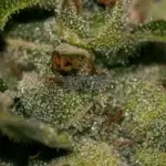 Darkstar (Feminized) - T.H. Seeds