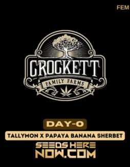 DAY (space) O Feminized Seeds (space) Tallymon x Papaya Banana Sherbet Hybrid