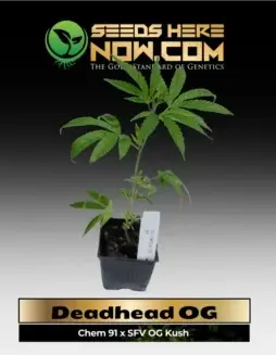 Deadhead OG Cannabis Clones in soil pots