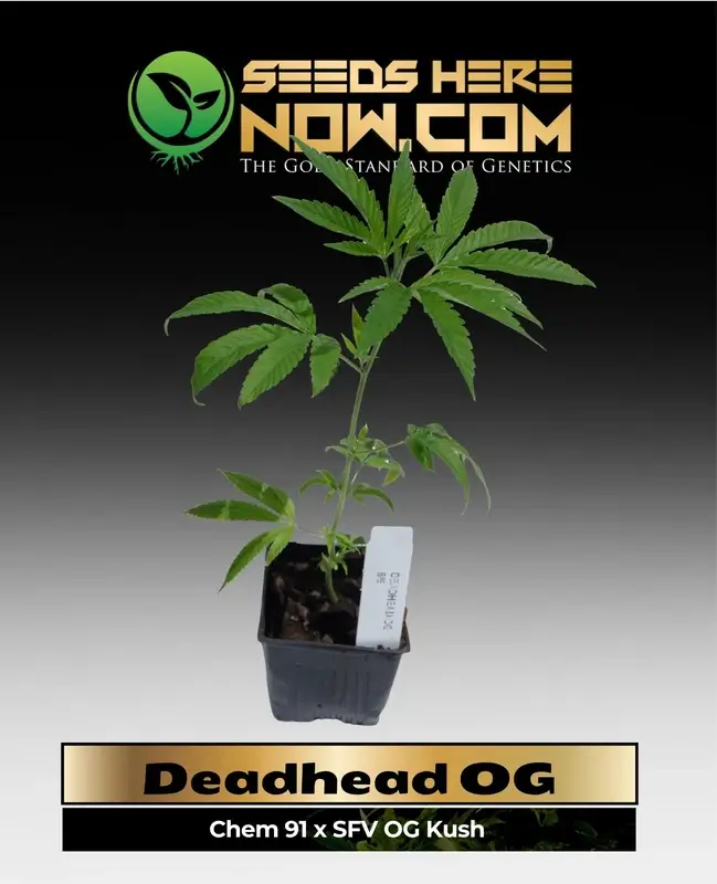 Deadhead OG Cannabis Clones in soil pots
