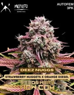 Deez Nuggs Autoflower Seeds (space) Hybrid Cannabis by Mephisto Genetics featuring Strawberry Nuggets and Orange Diesel lineage
