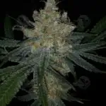 Delta Blues (Regular) - Dominion Seed Company