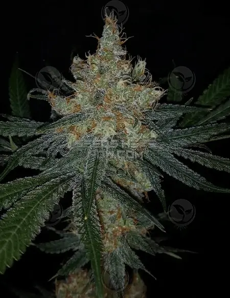 Delta Blues Regular Cannabis Seeds by Dominion Seed Company featuring earthy, sweet berry flavors