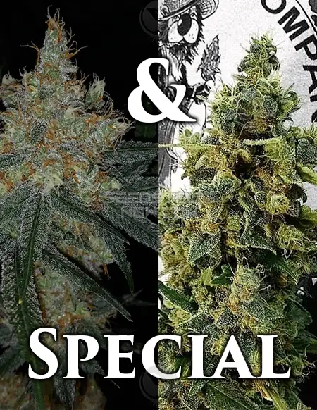 Delta Blues + Shineapple cannabis seeds by Dominion Seed Company, showing blueberry and pineapple aromas