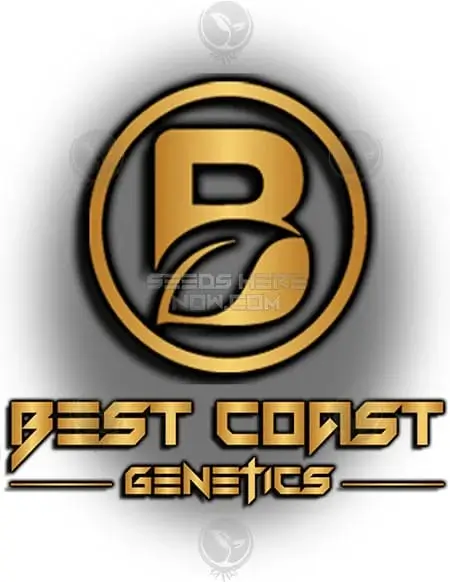 DGC Souvenir regular cannabis seeds by Best Coast Genetics featuring 20-24% THC and sativa dominance.
