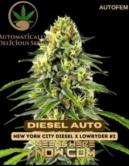 Diesel Auto autoflower cannabis seeds in packaging