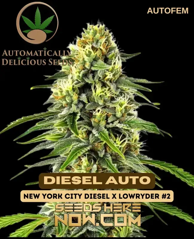 Diesel Auto autoflower cannabis seeds in packaging