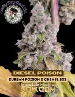 Diesel Poison cannabis seeds by Lucky Dog Seed Company featuring regular seed type, Durban Poison and Chem 91 BX3 lineage