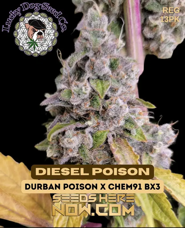 Diesel Poison cannabis seeds by Lucky Dog Seed Company featuring regular seed type, Durban Poison and Chem 91 BX3 lineage