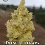 Diesel Therapy (Regular) - Lucky Dog Seed Company