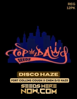 Disco Haze cannabis seeds, a Sativa Dominant strain by Top Dawg Seeds