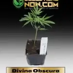 Divina Obscura (CBD) Clones -  ACC