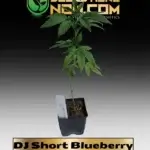 DJ Short Blueberry Clones - ACC