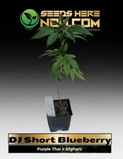 DJ Short Blueberry Clones in a nursery setting showing lush green growth and early flowering