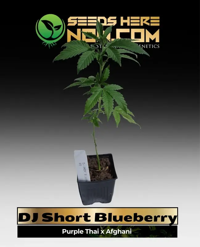 DJ Short Blueberry Clones in a nursery setting showing lush green growth and early flowering