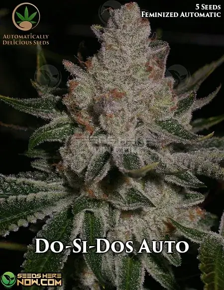 Do-Si-Do Autoflower Cannabis Seeds - Indica Dominant with 18-22% THC