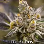 Do - SI - Do (Regular) - Best Coast Genetics