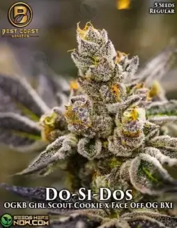 Do(space)SI(space)Do cannabis seeds by Best Coast Genetics, regular type with earthy and floral aroma