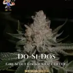 Do - Si - Do S1 (Feminized) - Dr. Blaze